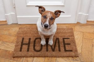 Dog sitting on a welcome mat with the word home